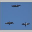 Grus grus - Kranich 13.jpg